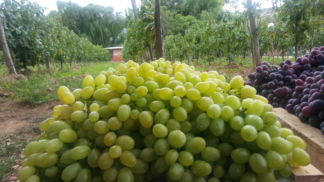 Viñedos Don José