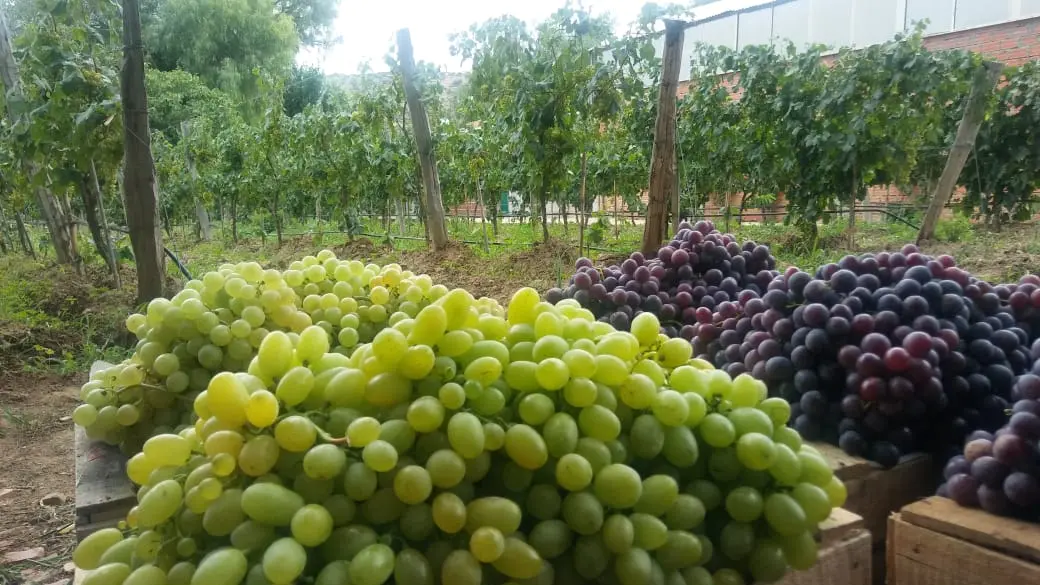 Viñedo 2