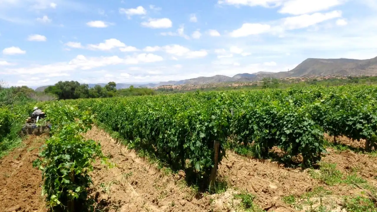 Copa de vino